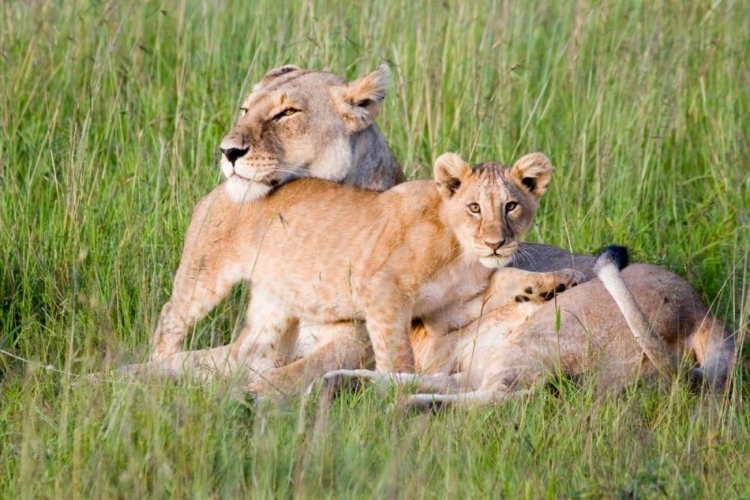 Picture of PRIDE OF A LIONESS