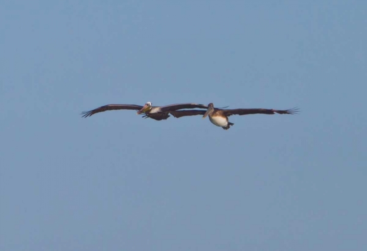 Picture of PELICANS IN FLIGHT I