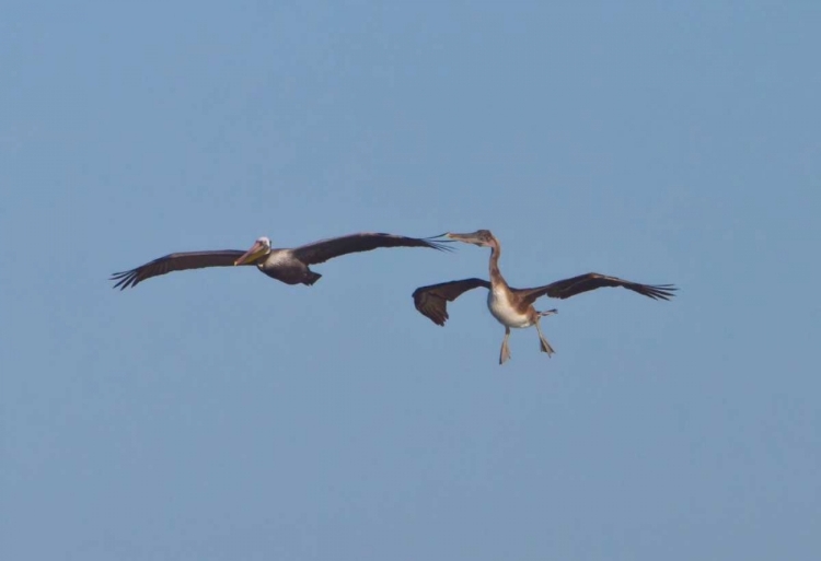 Picture of PELICANS IN FLIGHT II