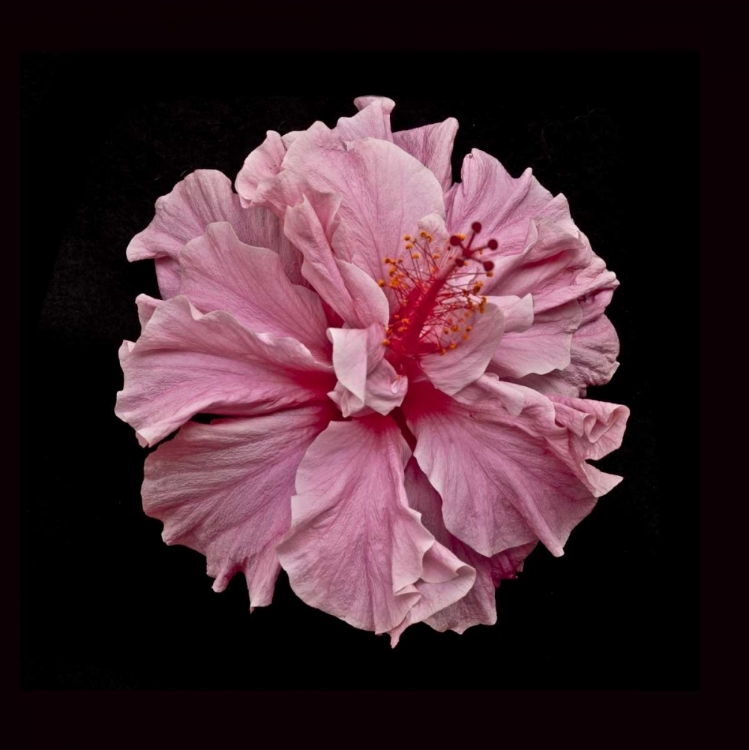 Picture of PINK HIBISCUS