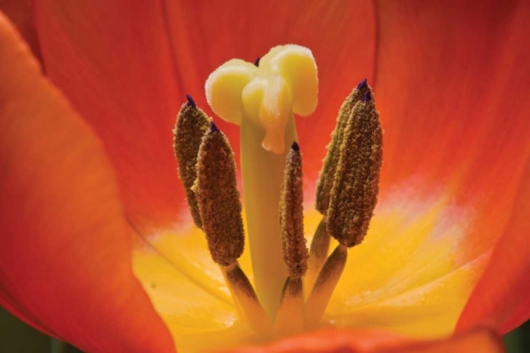 Picture of TULIP UP CLOSE I