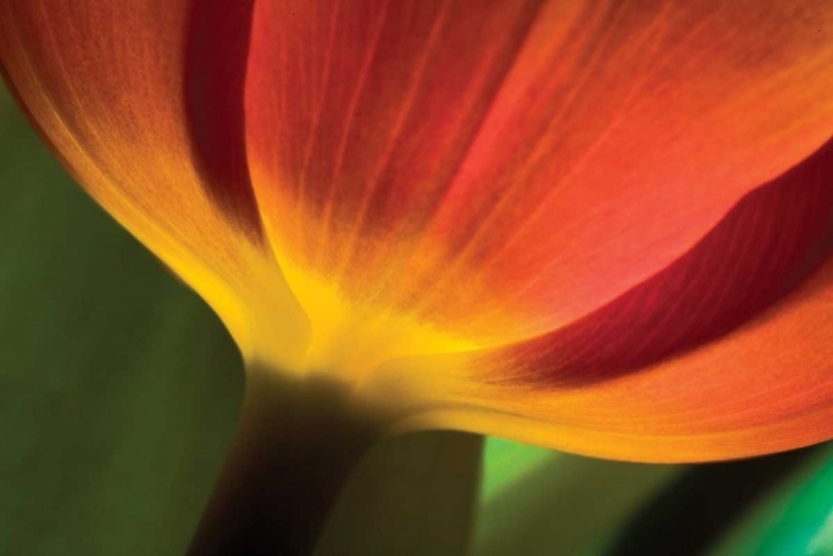 Picture of TULIP UP CLOSE II