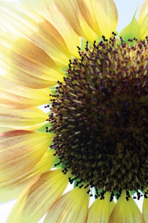 Picture of SUNFLOWER VI