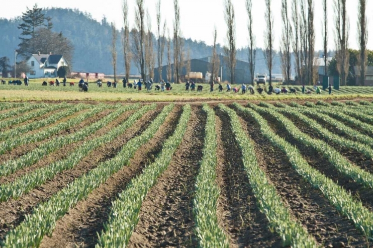 Picture of DAFFODIL HARVEST I