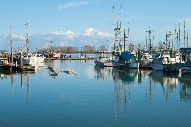 Picture of STEVESTON SCENIC II