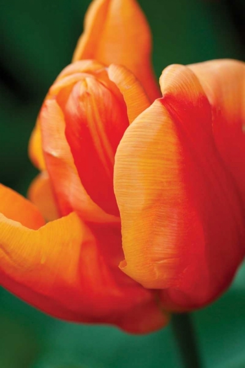 Picture of EMPEROR TULIP II