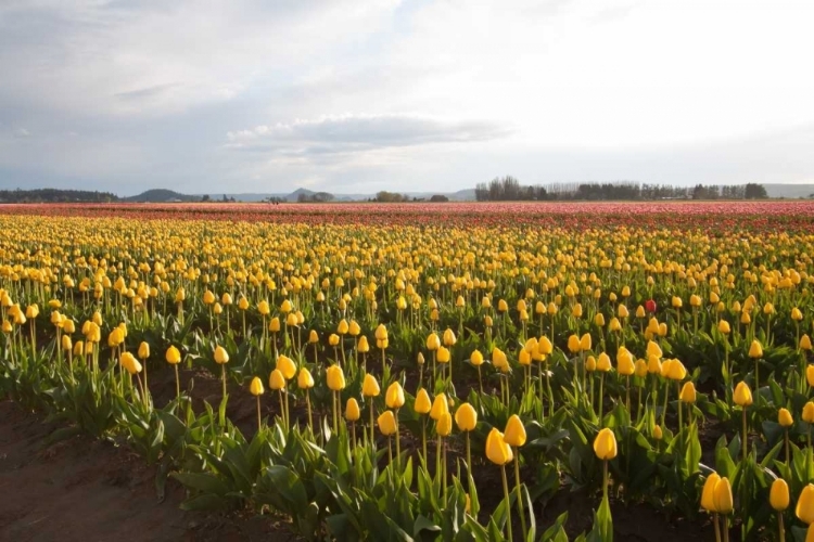 Picture of TULIPS AT SUNSET I