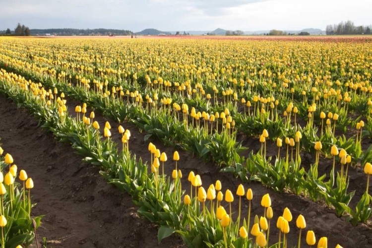 Picture of TULIPS AT SUNSET IV