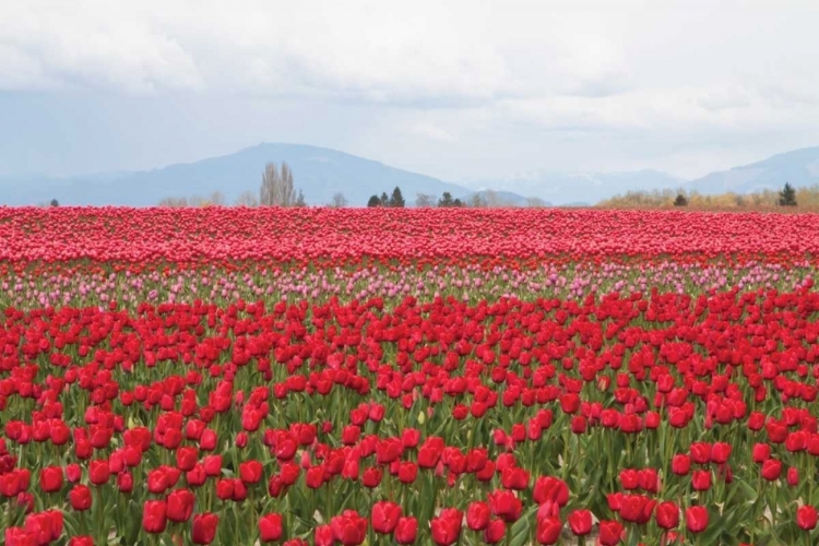 Picture of RED TULIP MOUND II