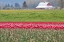 Picture of RED TULIP BARN