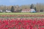 Picture of RED TULIP FARM