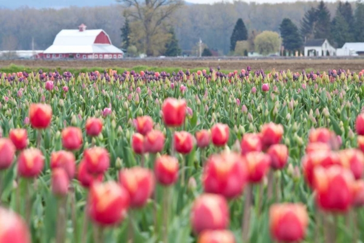 Picture of TULIP HOMESTEAD