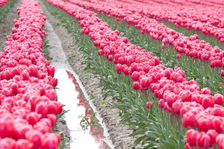 Picture of RAINY TULIP FIELD