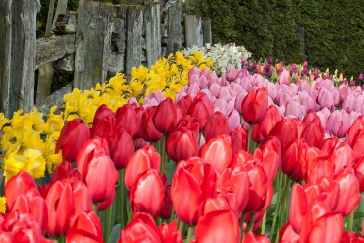 Picture of TULIP BED II