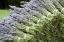 Picture of LAVENDER BUNCHES II