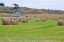 Picture of HAY ROLLS II