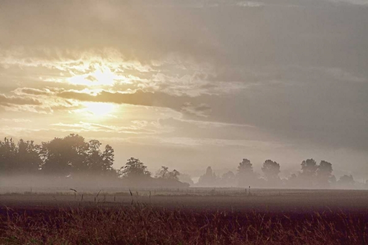 Picture of FOGGY MORNING I