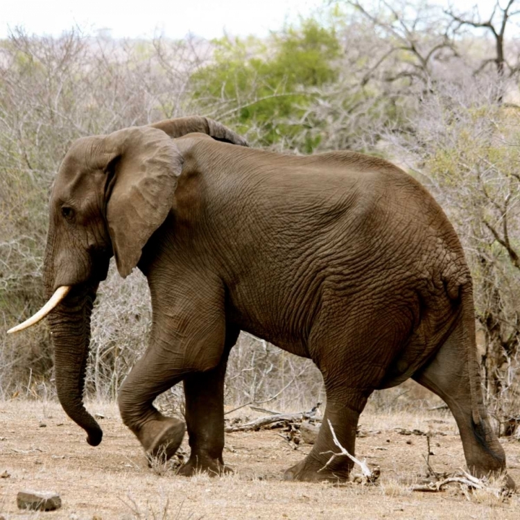 Picture of ELEPHANT II