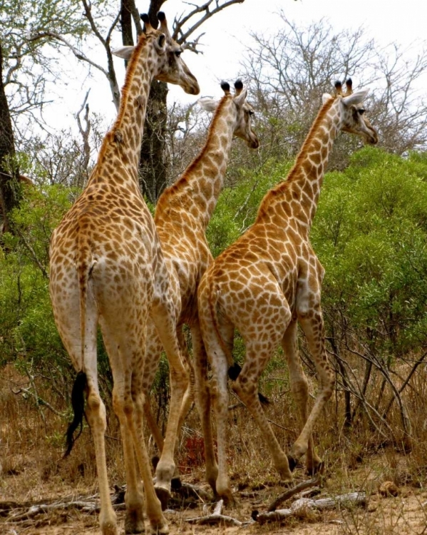 Picture of GIRAFFE WALK II