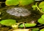 Picture of WATER LILY TURTLE