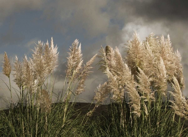 Picture of DANCE OF WHITE TOWERS