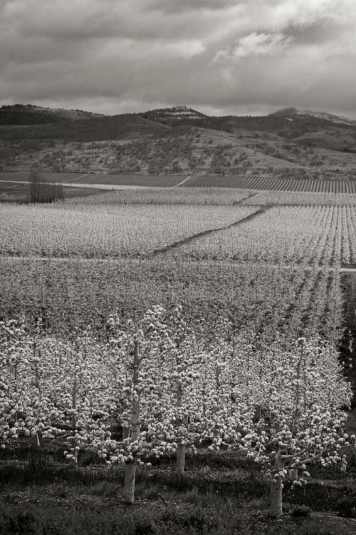 Picture of PEAR ORCHARD I