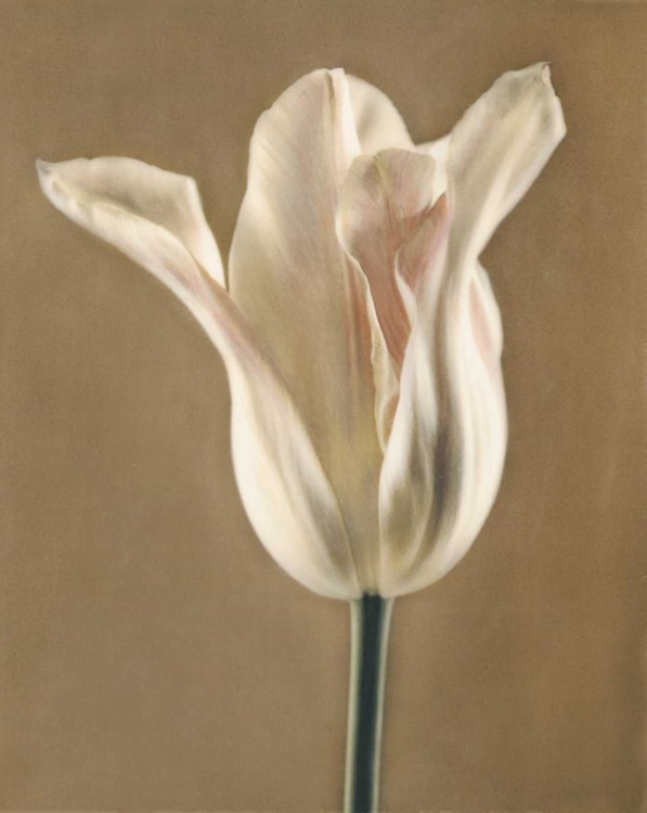 Picture of LUMIERE TULIP I