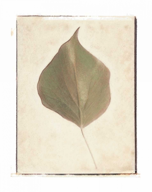 Picture of SINGLE LEAF