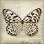 Picture of BUTTERFLIES SCRIPT III