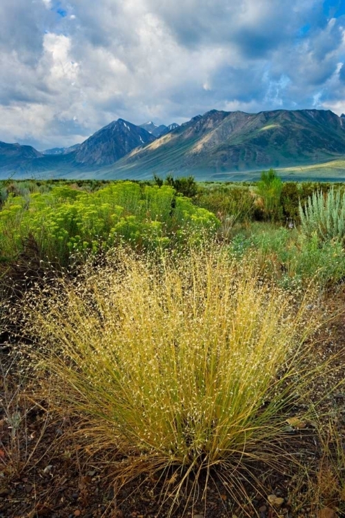 Picture of EASTERN SIERRA IV