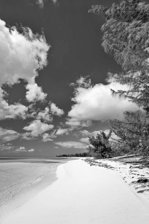 Picture of DEEP CREEK TREE BW