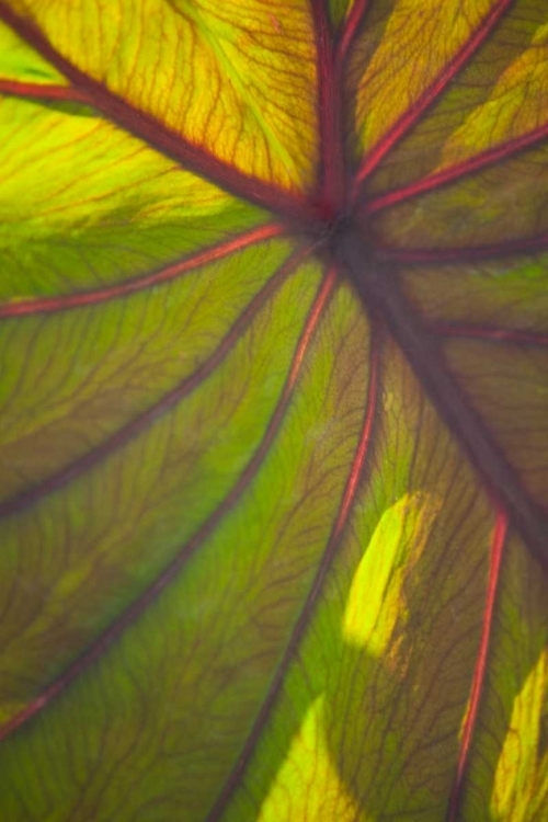 Picture of SUN IN THE LEAVES II