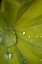 Picture of TROPICAL LEAVES I