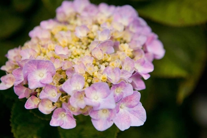 Picture of HYDRANGEAS I