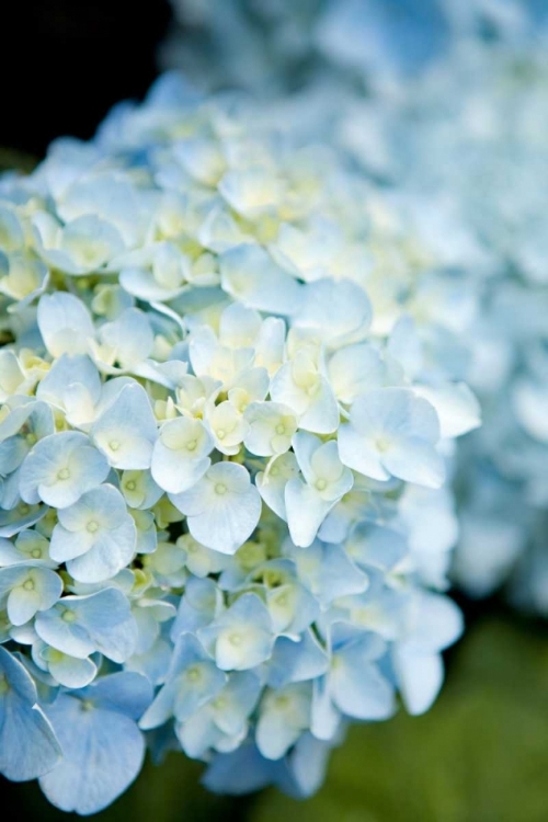 Picture of HYDRANGEAS IV