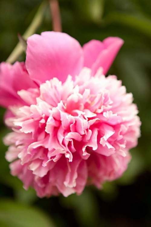 Picture of PINK PEONY I