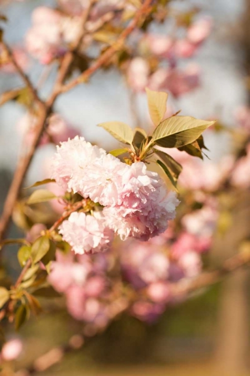 Picture of SPRING BLOSSOMS IV