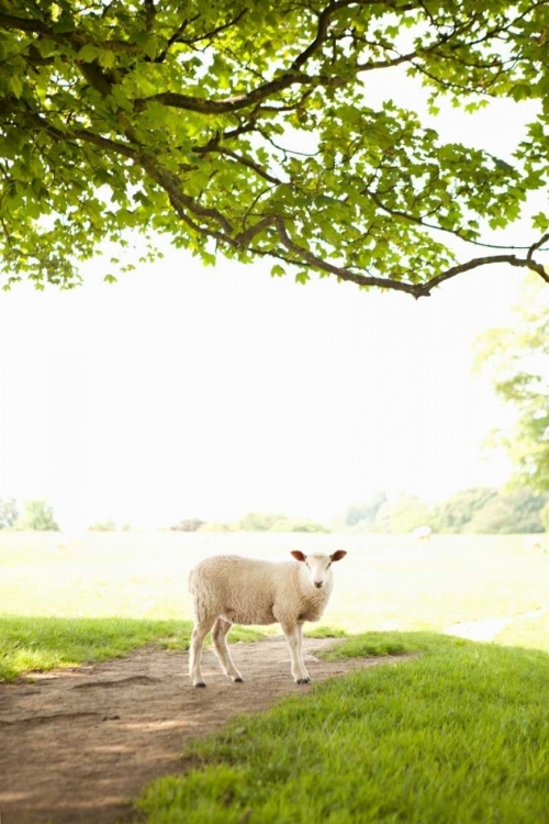 Picture of PASTURE SHEEP III