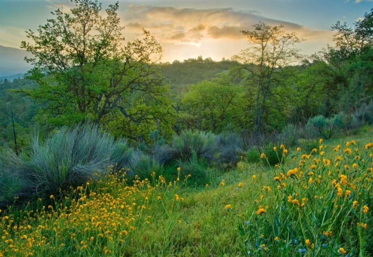 Picture of CALIENTE SPRING I