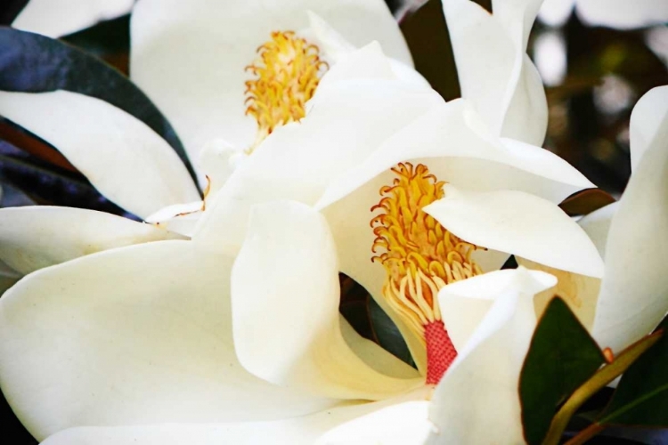 Picture of SOUTHERN MAGNOLIA II