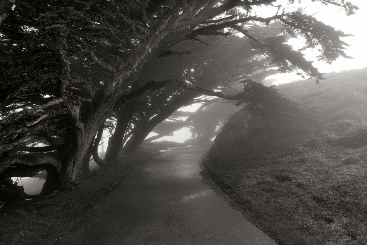 Picture of POINT REYES I