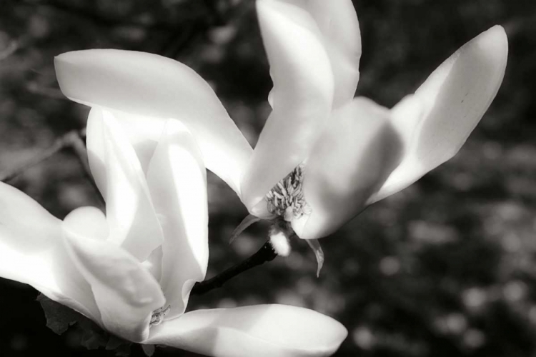 Picture of SAUCER MAGNOLIA II