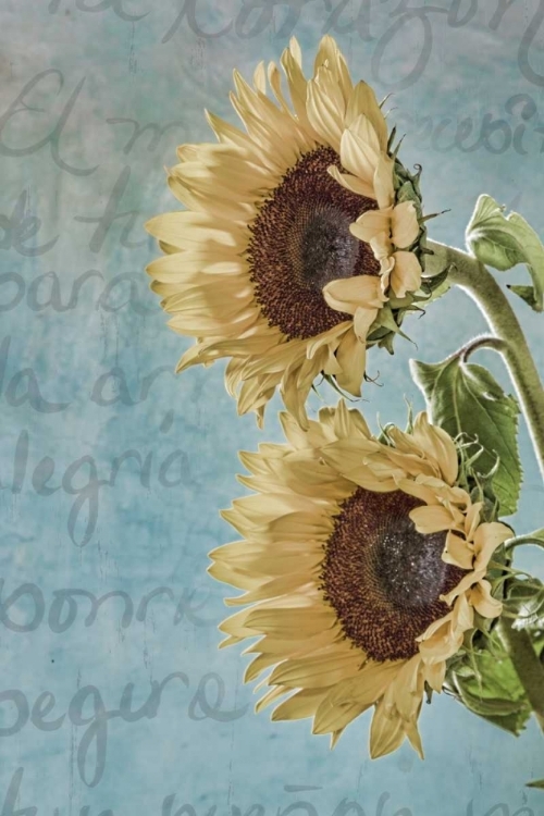 Picture of SUNFLOWERS II