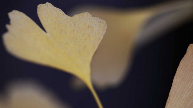 Picture of AUTUMN GINGKO II