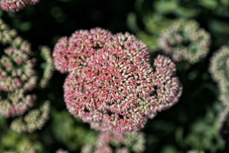 Picture of KALANCHOE BLOSSOM I