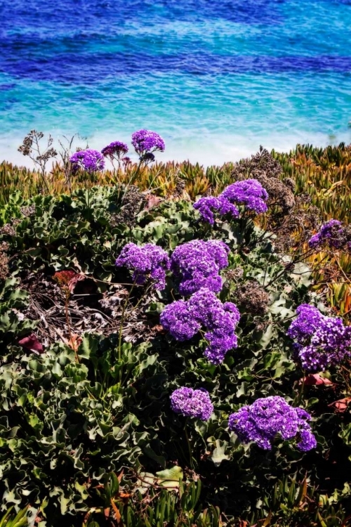 Picture of LA JOLLA BEACH I