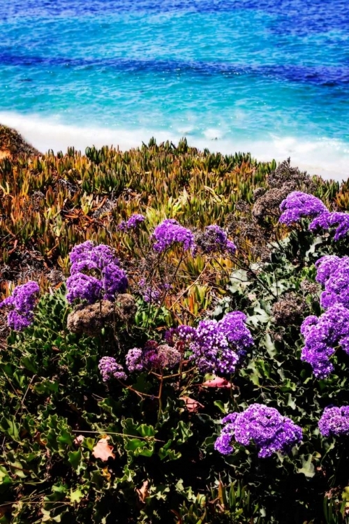 Picture of LA JOLLA BEACH II