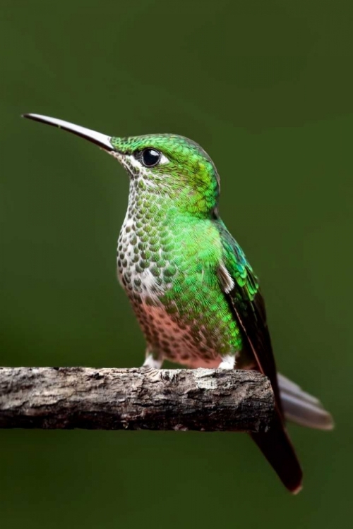 Picture of HUMMINGBIRD III