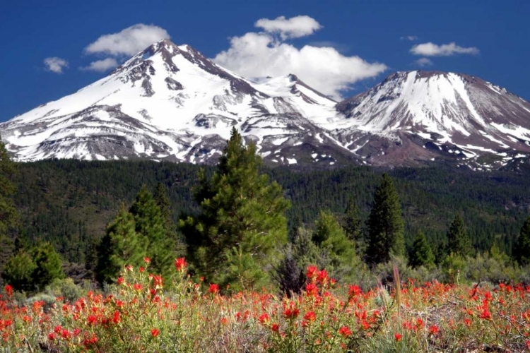 Picture of INDIAN PAINTBRUSH