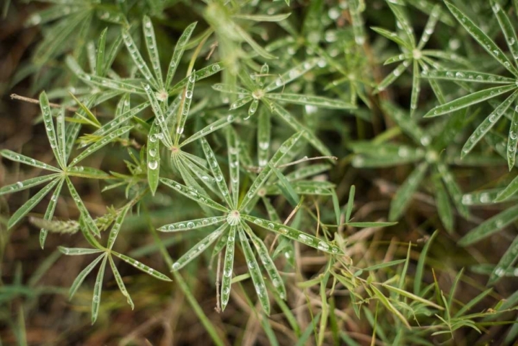 Picture of LEAVES WITH DEW